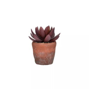 Plante figuier