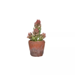 Plante Terracotta