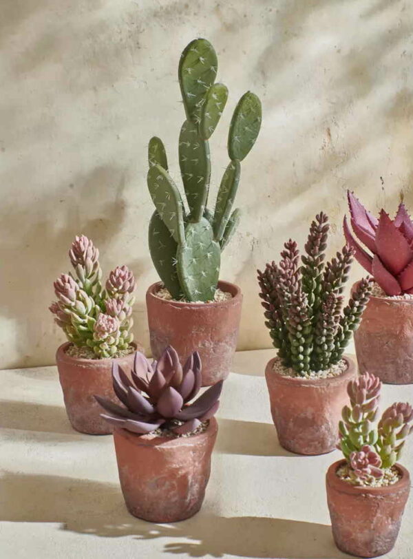 Cactus – Image 3